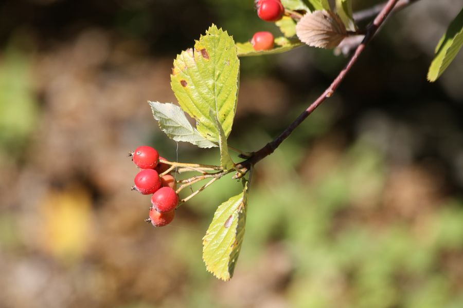 Sorbus aria